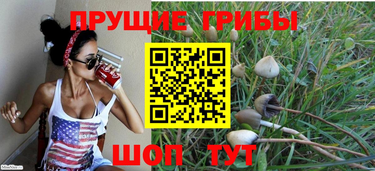 Псилоцибиновые грибы Cubensis Славгород